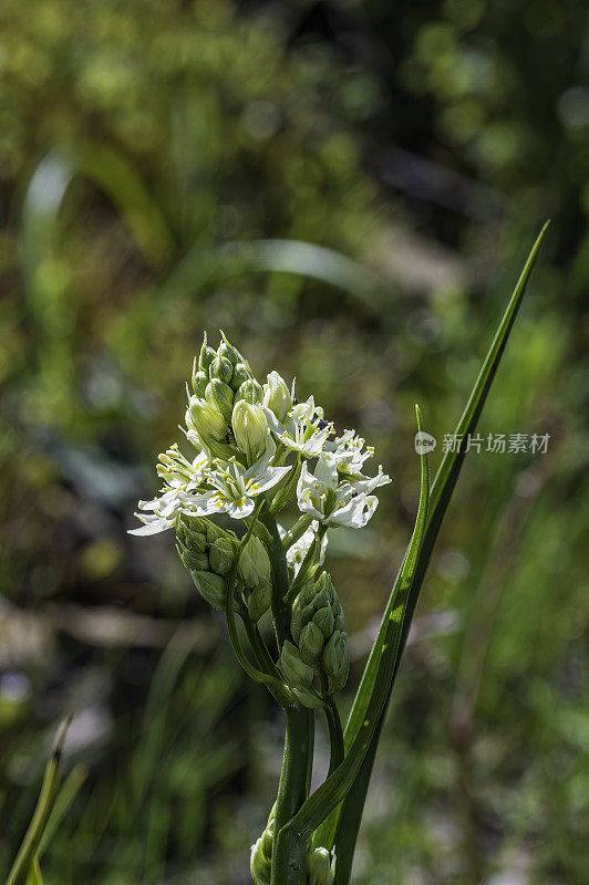 Toxicoscordion fremontii, known as the common star lily, Fremont's star lily;  or Frémont's deathcamas  or star zigadene, is an attractive wildflower found on grassy or woody slopes, or rocky outcrops, in many lower-lying regions of California. Mayacamas